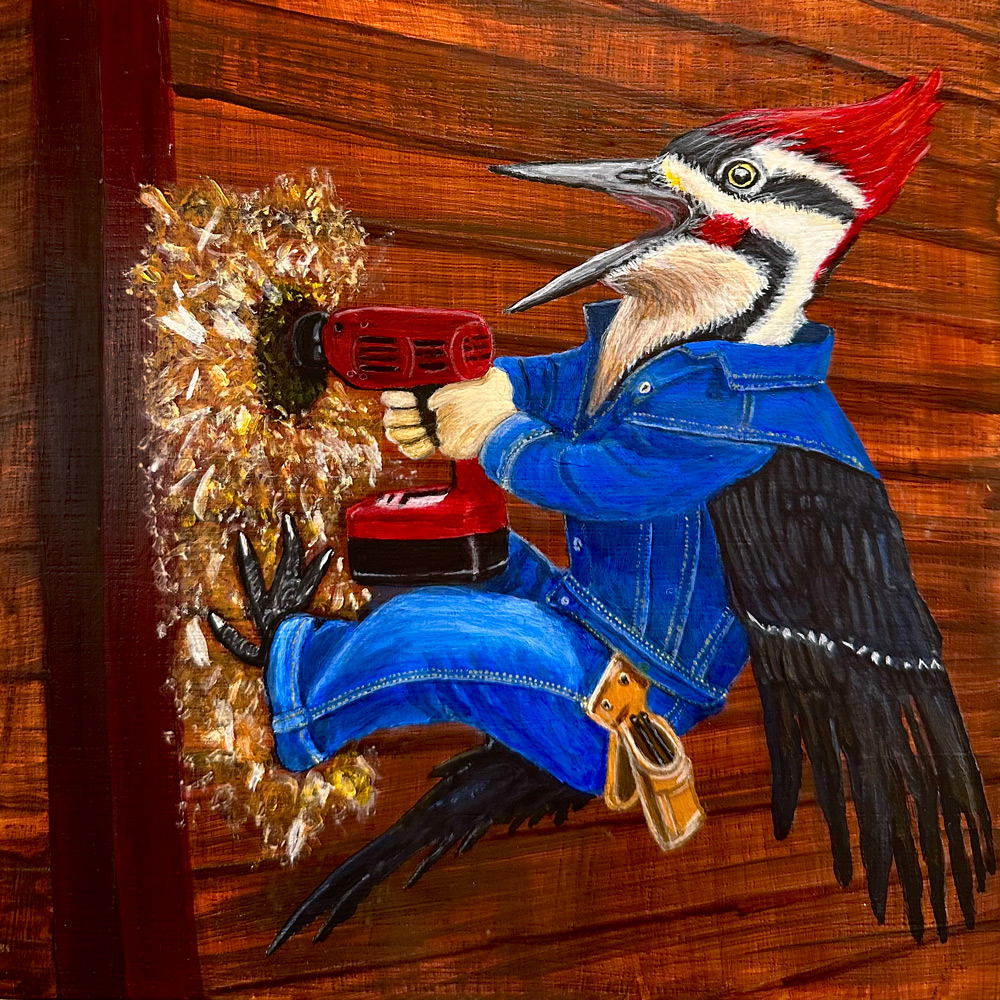 Woodpecker Drilling On House 1.0 by Bloomin Fool. This bird has the right tools and knows how to use them to get his larva dinner.