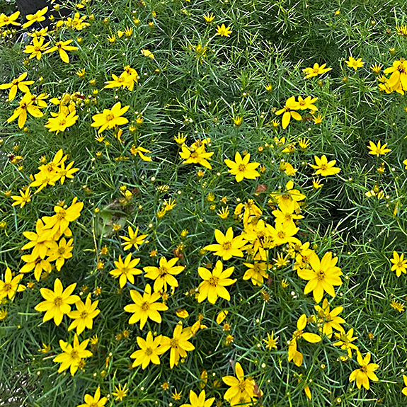 Close-up photo of bright yellow tickseed coreopsis flowers growing in a Western Pennsylvania garden.