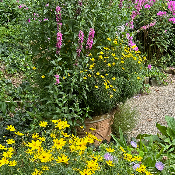 Yellow tickseed coreopsis blooming alongside mixed perennial plants in a Western Pennsylvania garden landscape.