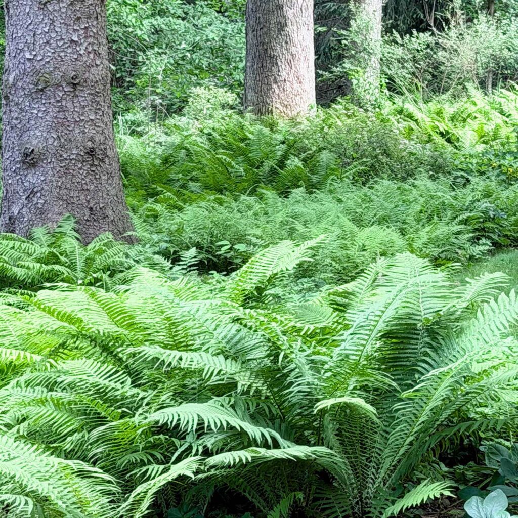 Ostrich ferns and a massive hillside carpet of hay-scented ferns growing completely untouched by deer in a Pittsburgh, PA shade garden.